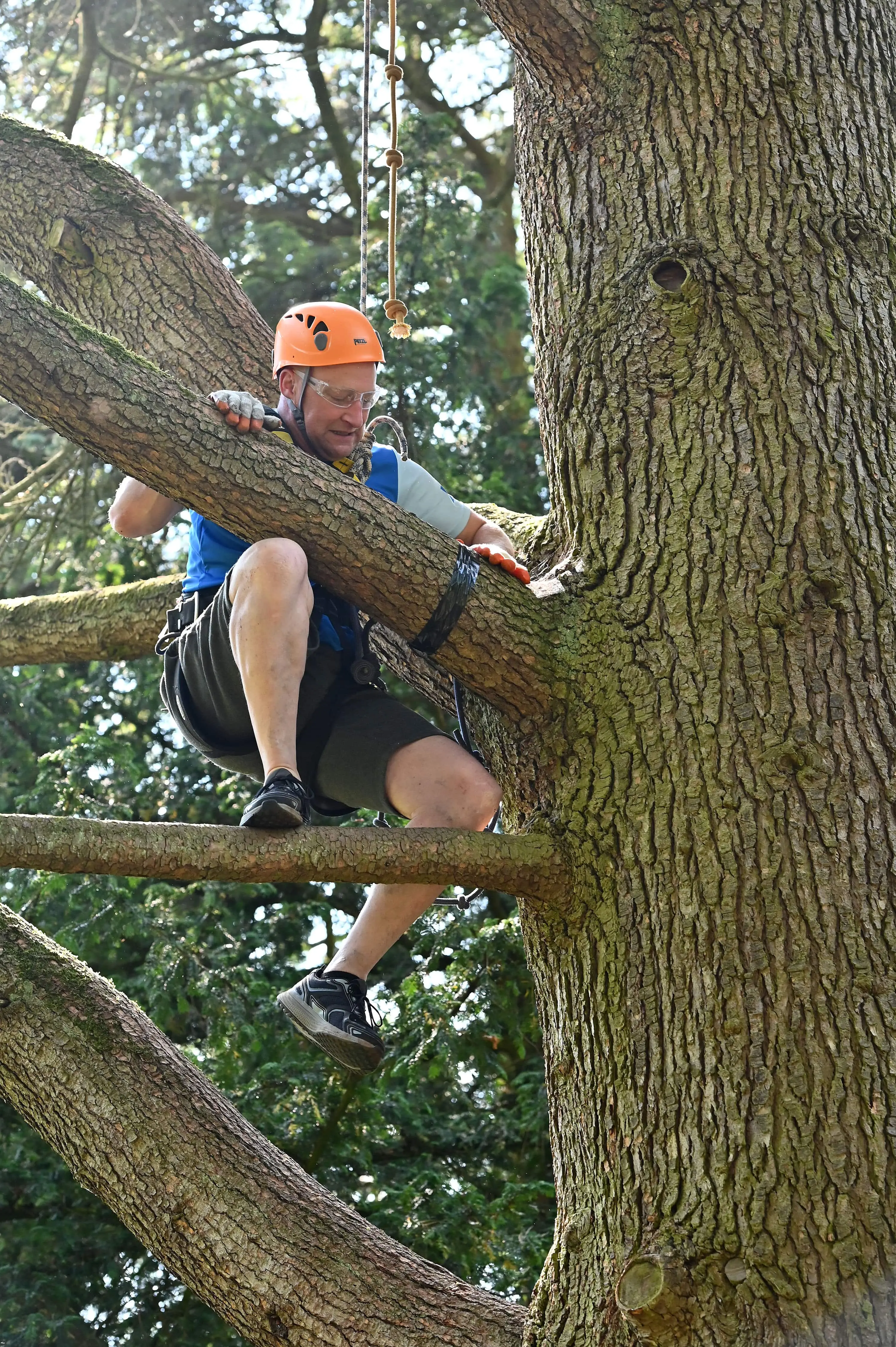 Man Climbing Tree