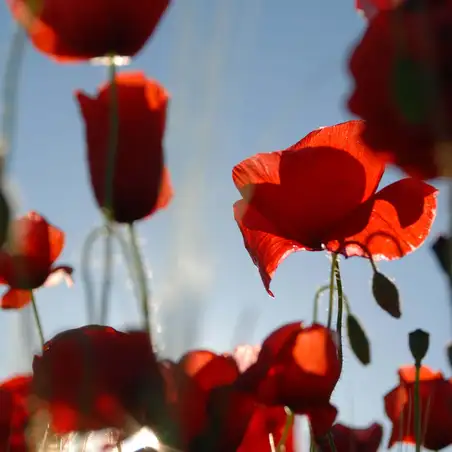 poppies-41576 Poppies