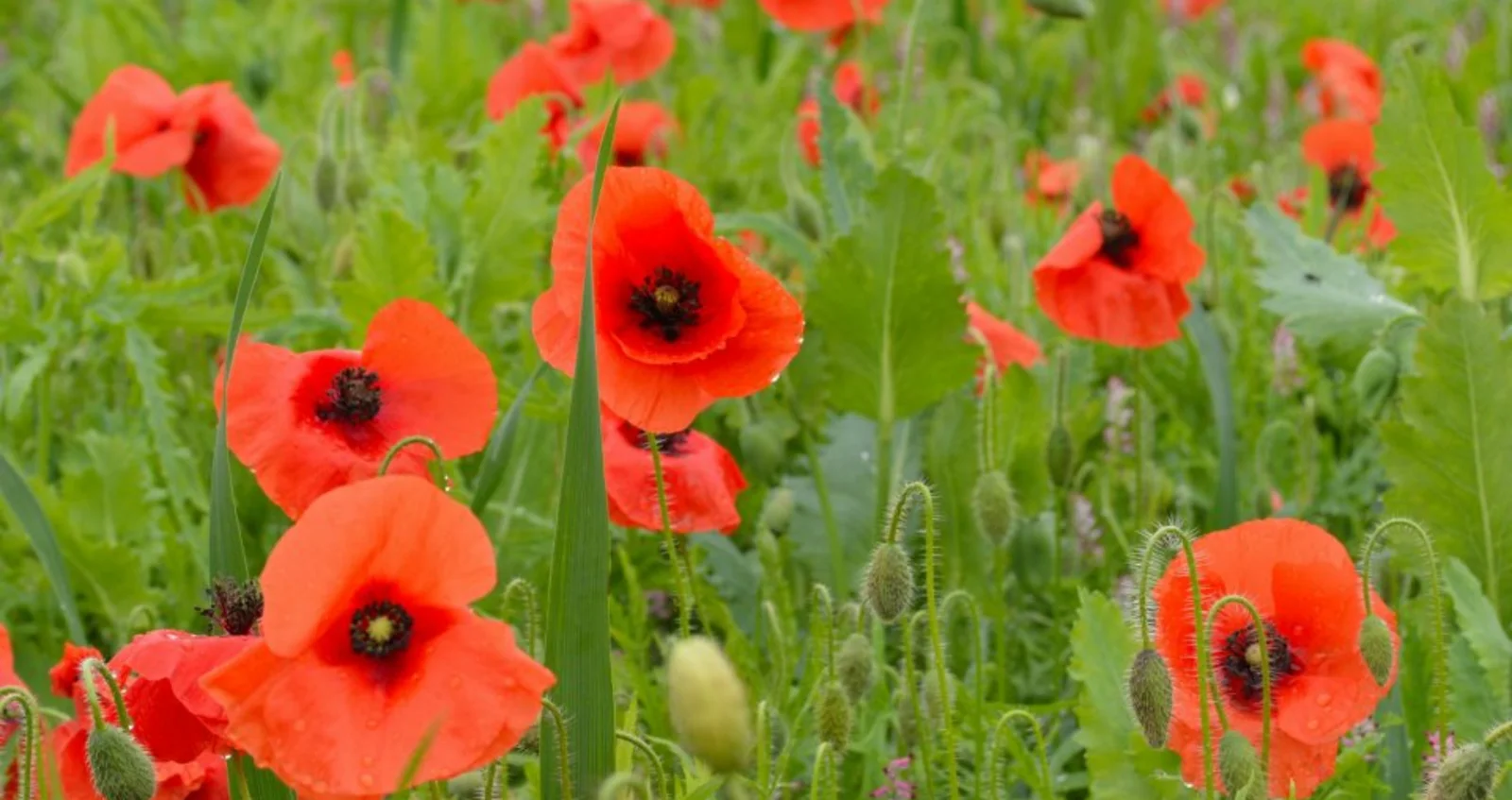 Poppy field Poppy field