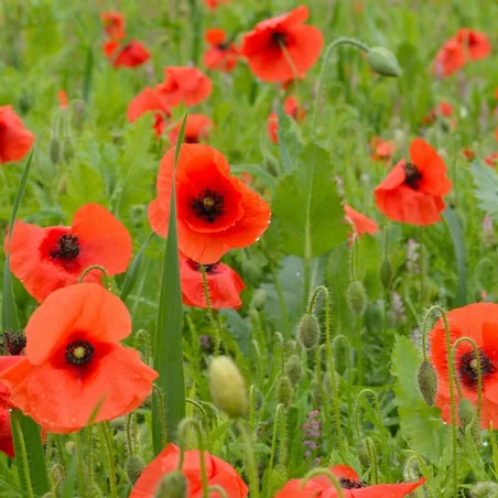 Poppy field Poppy field