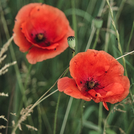 The Poppy In Flanders Field | Royal British Legion