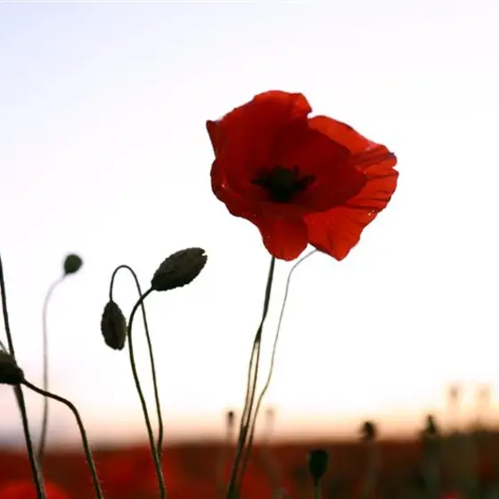 Poppy Meaning Poppy Meaning