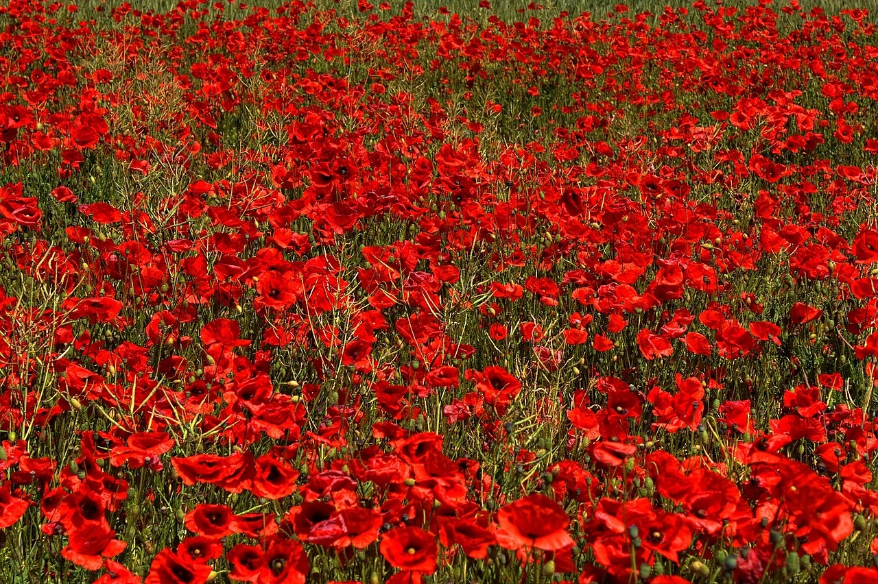 Field full of bright red poppies