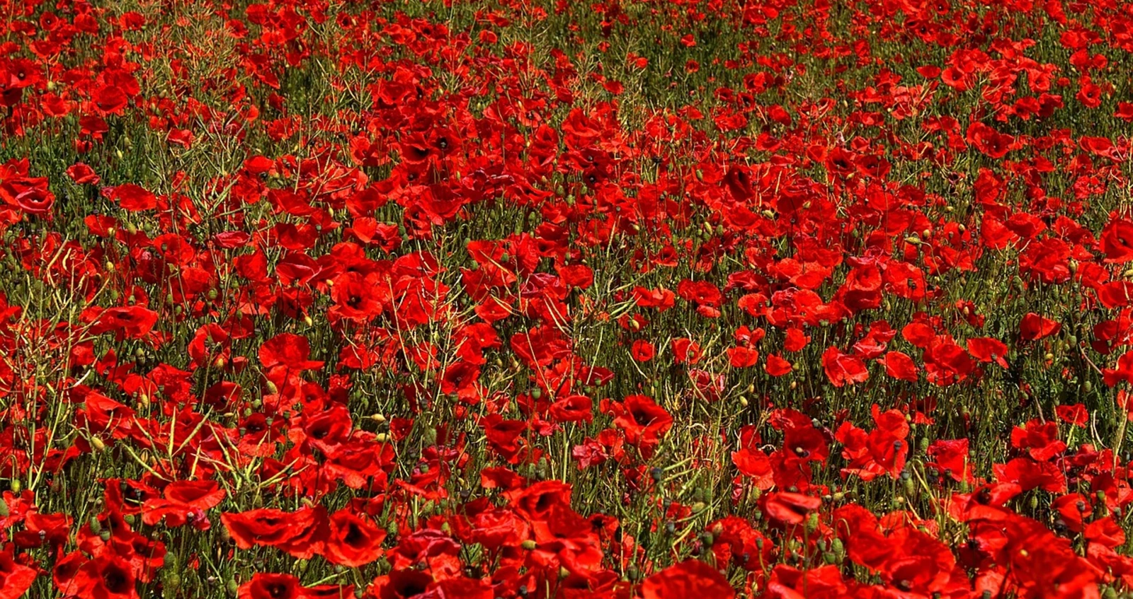 Field full of bright red poppies