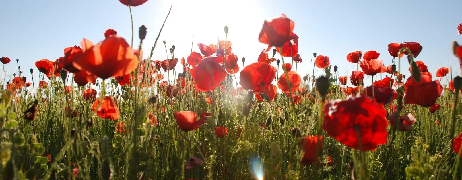 Poppy field with sun shining through