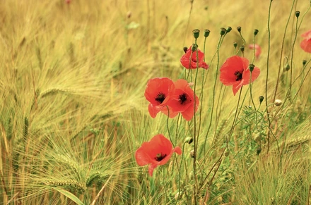 Poppies in a wheat field – Heart of the Country partnership