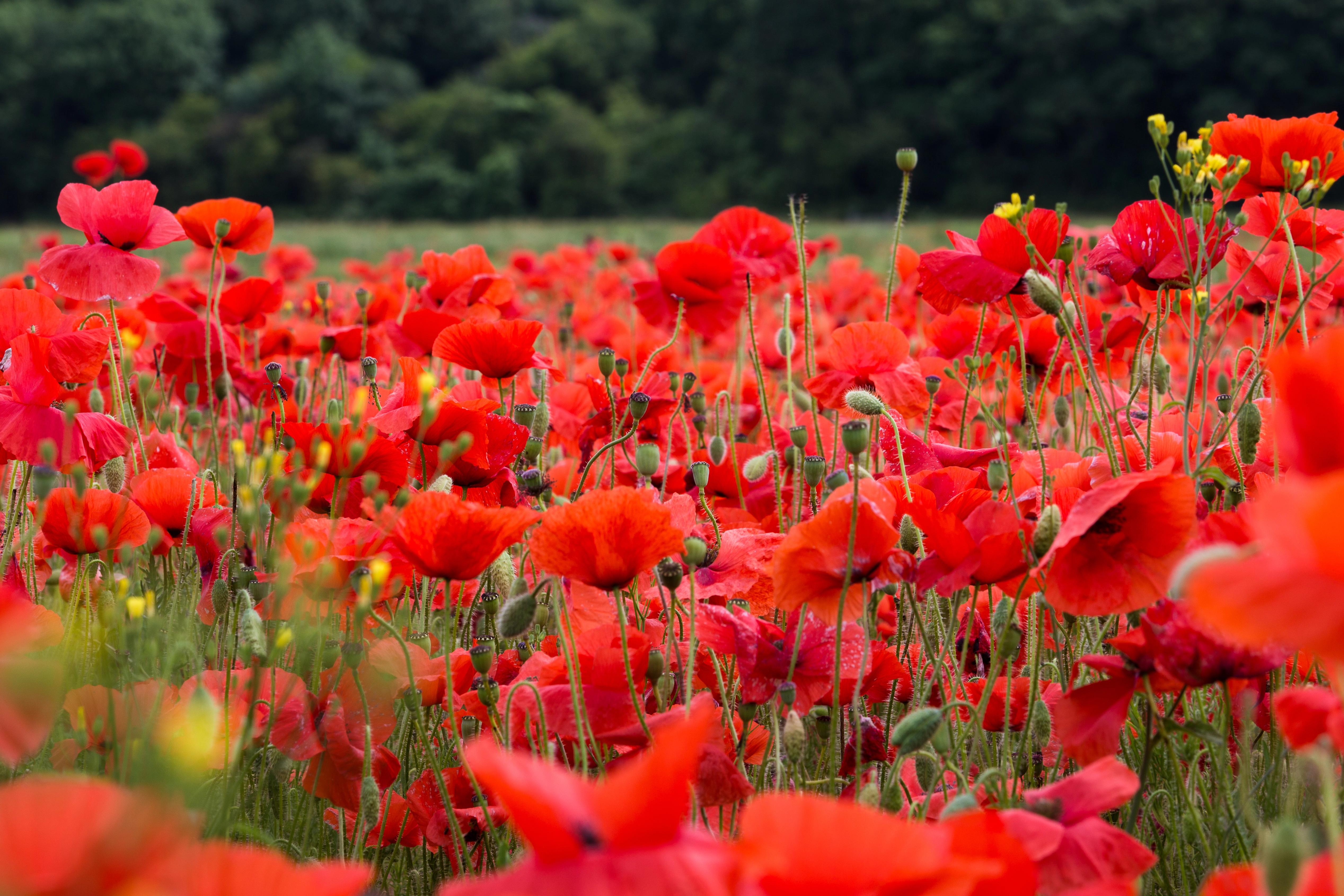 PayPal Giving - Header Image