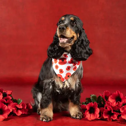 Dog wearing poppy merchandise from Pets at Home