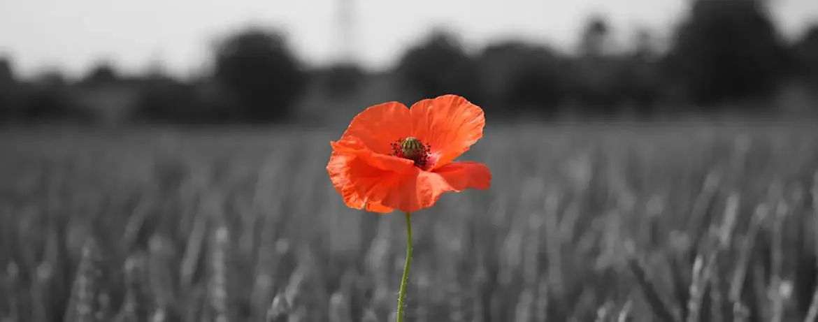 All about the poppy | Remembrance | Royal British Legion