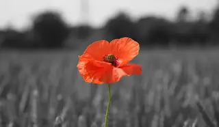 Single poppy in a wheat field