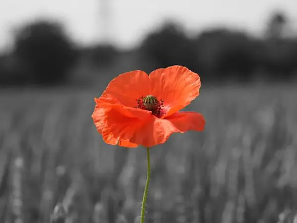 Single poppy in a wheat field