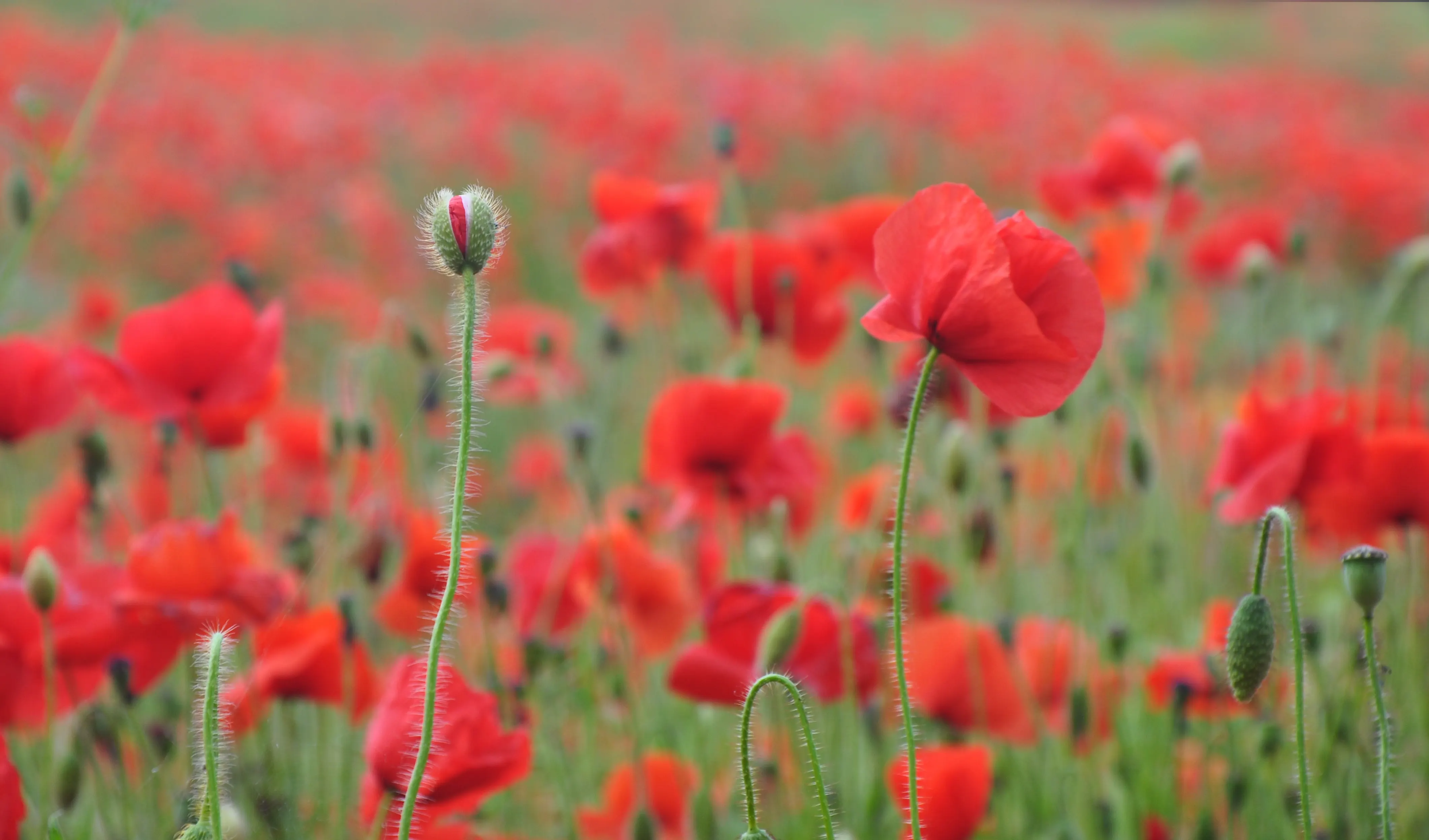 Large Red Poppy hair flower fascinator profits to the British Legion 