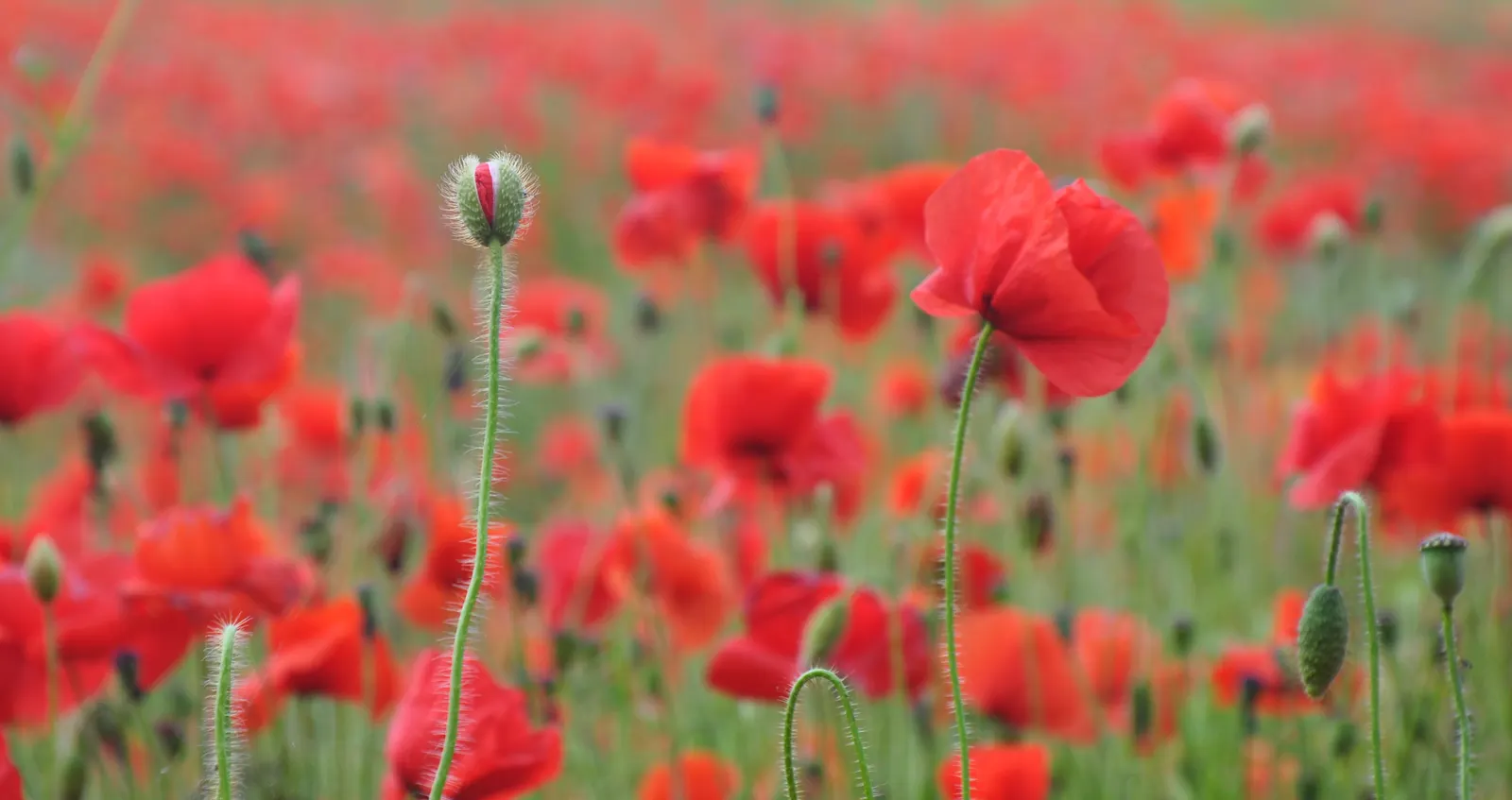 Poppies in a field 