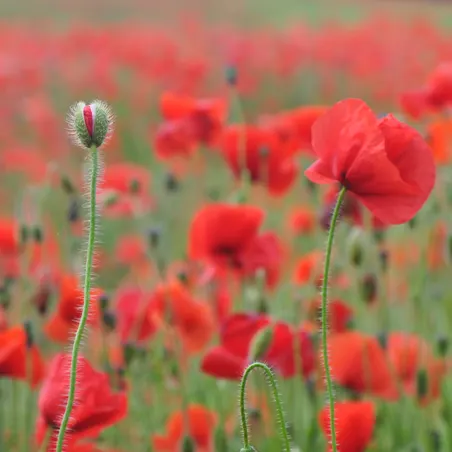 Poppies in a field  Poppies in a field