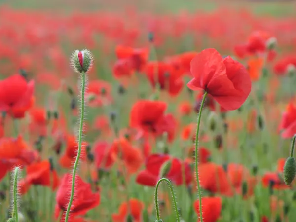 Poppies in a field  Poppies in a field