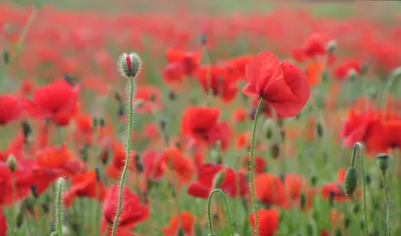 Poppies in a field  Poppies in a field