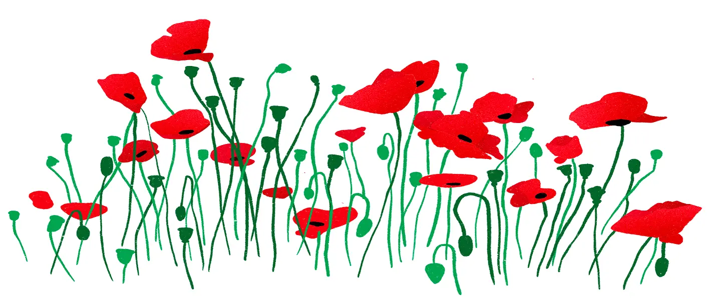 Poppies Illustration