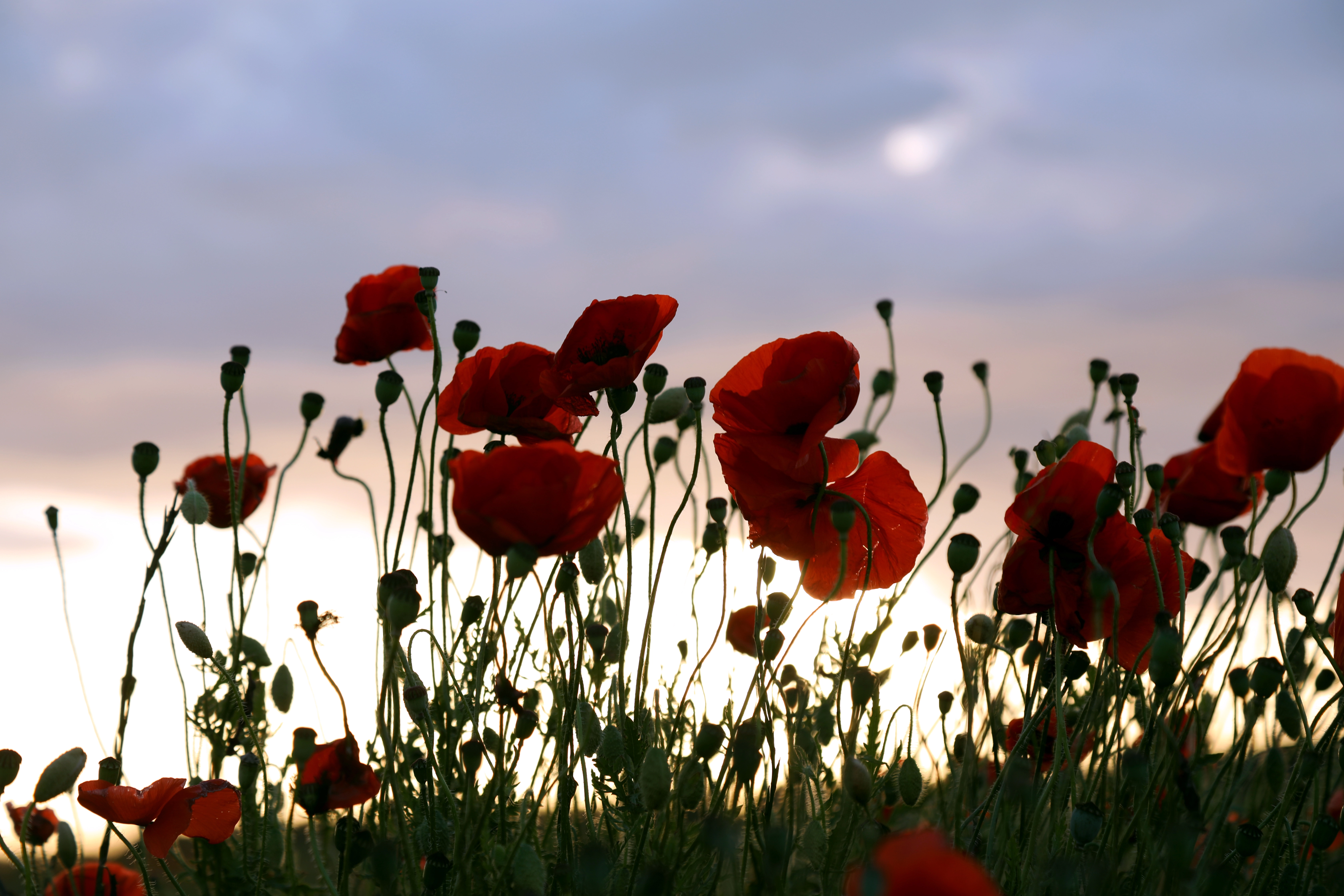 Poppies
