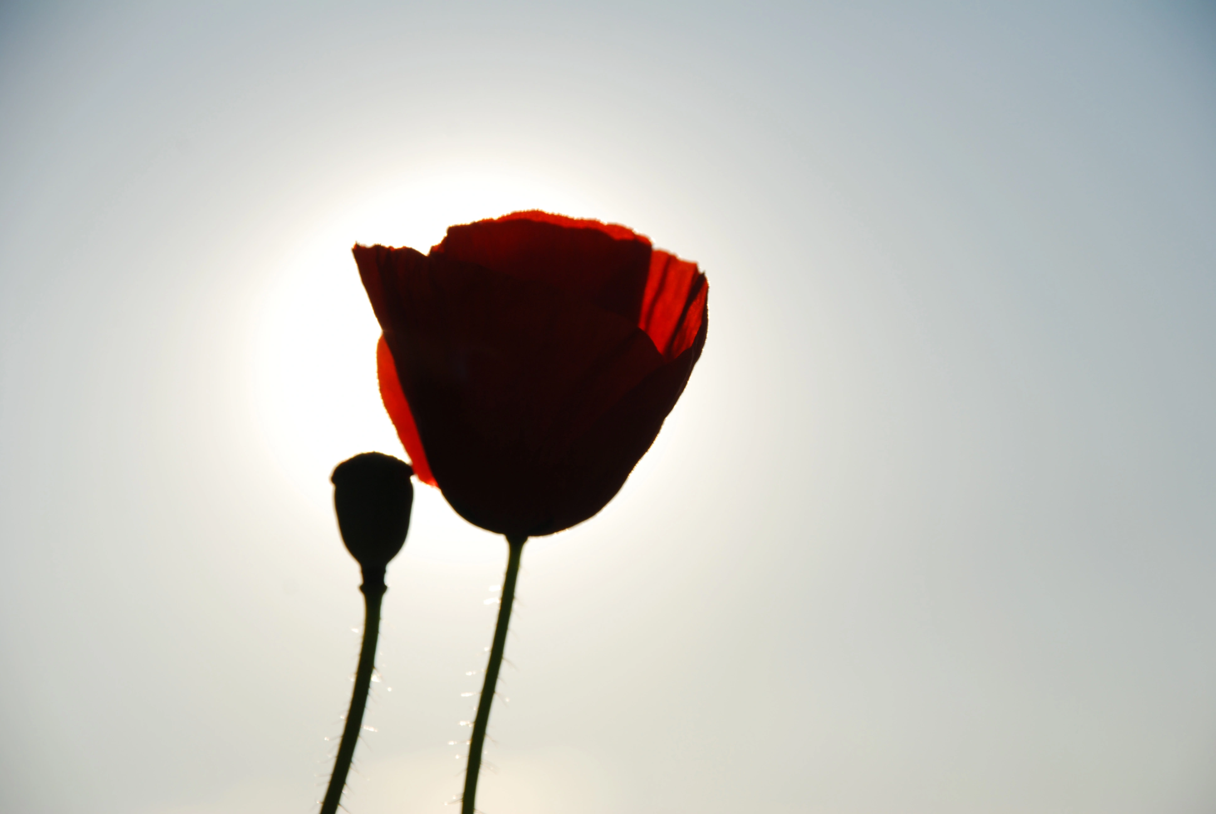 Poppy