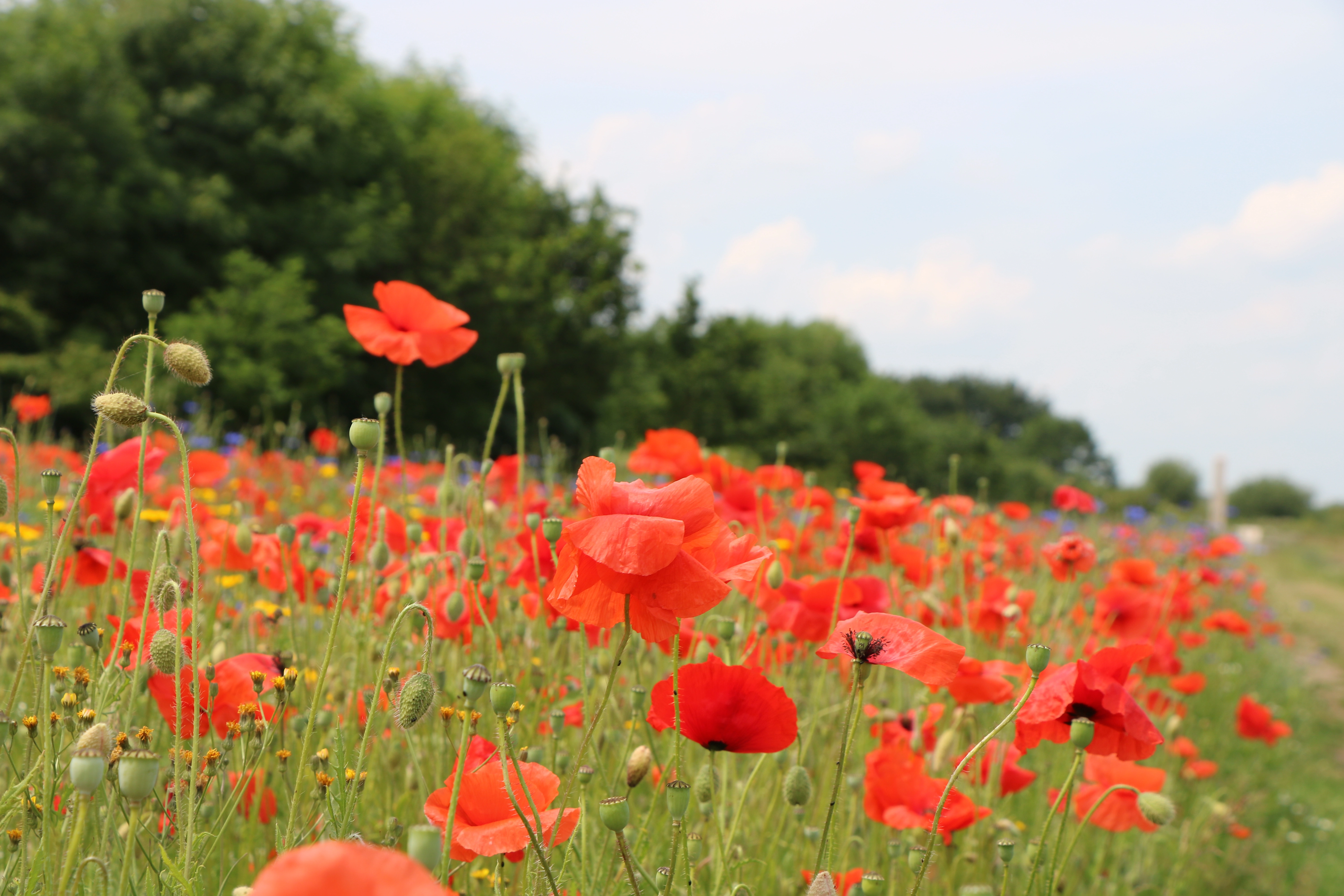 Poppy field