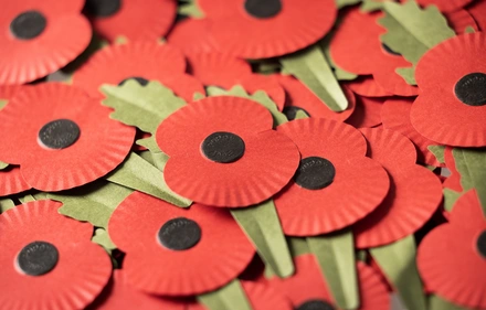 RBL_POPPY-17 Number plastic-free poppies laid down on a surface and overlapping