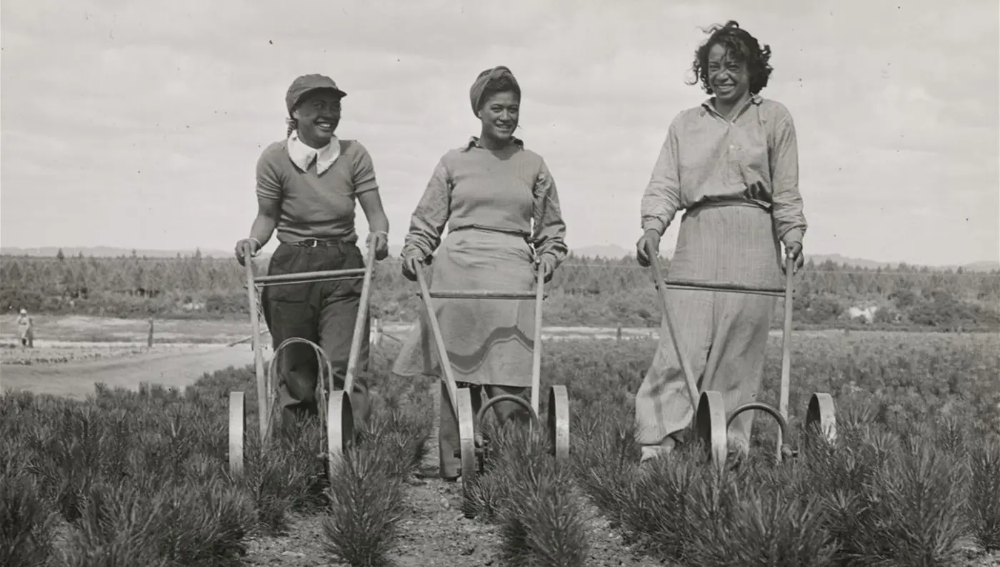 Young Maori women tending forestry seedlings Young Maori women tending forestry seedlings