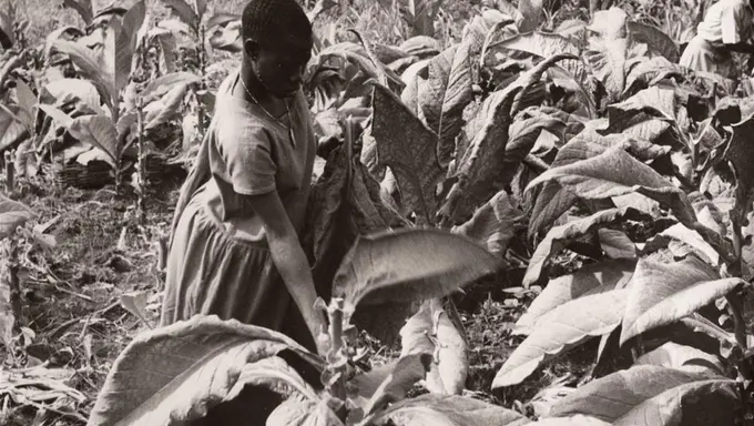 Woman in Uganda working in food production