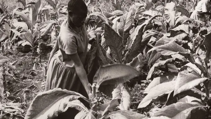 Woman in Uganda working in food production Woman in Uganda working in food production