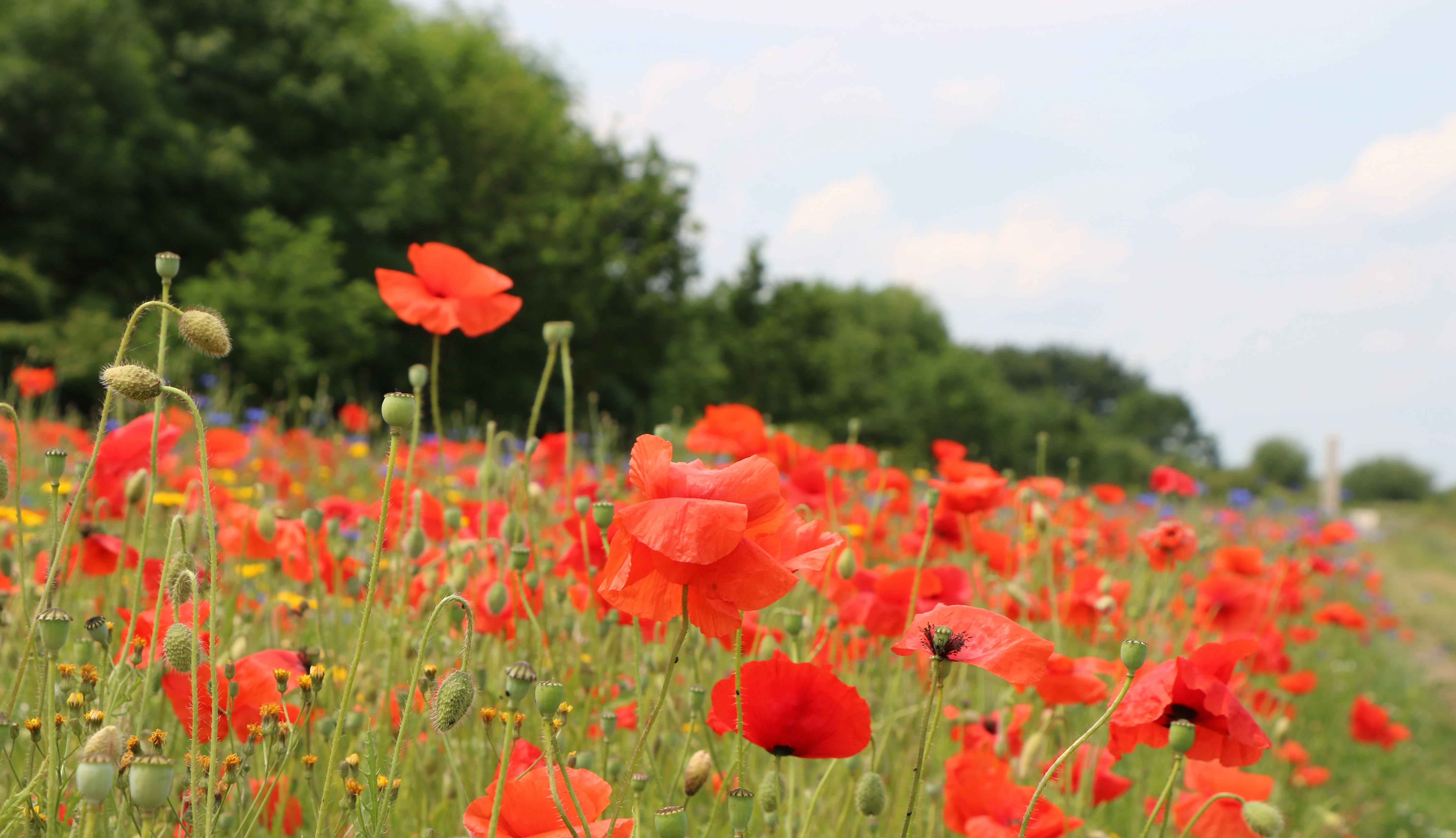 In Flanders Field Royal British Legion