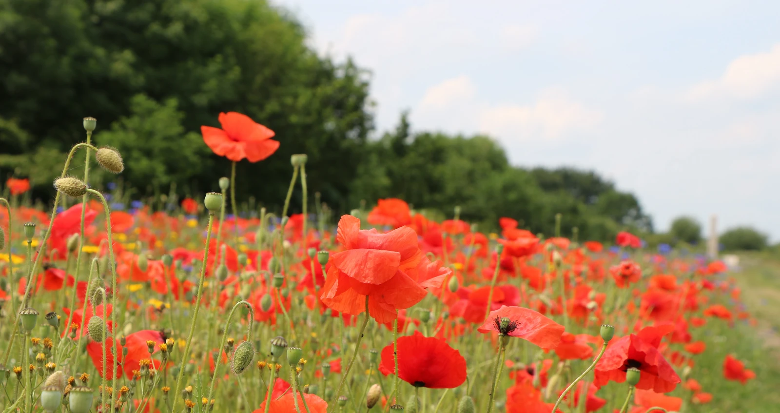 Legion Poppy Field at NMA Legion Poppy Field at NMA