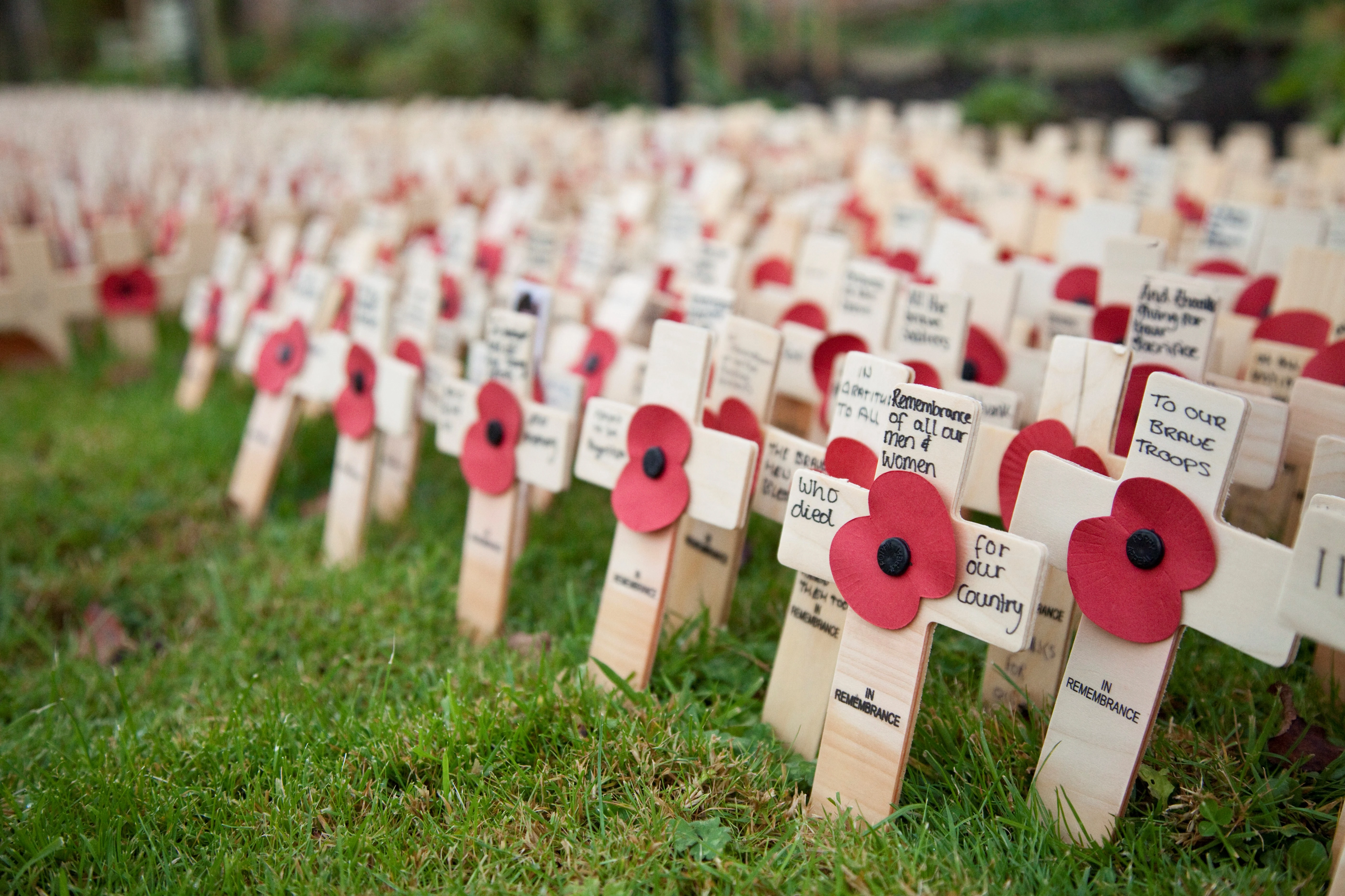 Tribute crosses from the Lydiard Park Field of Remembrance 