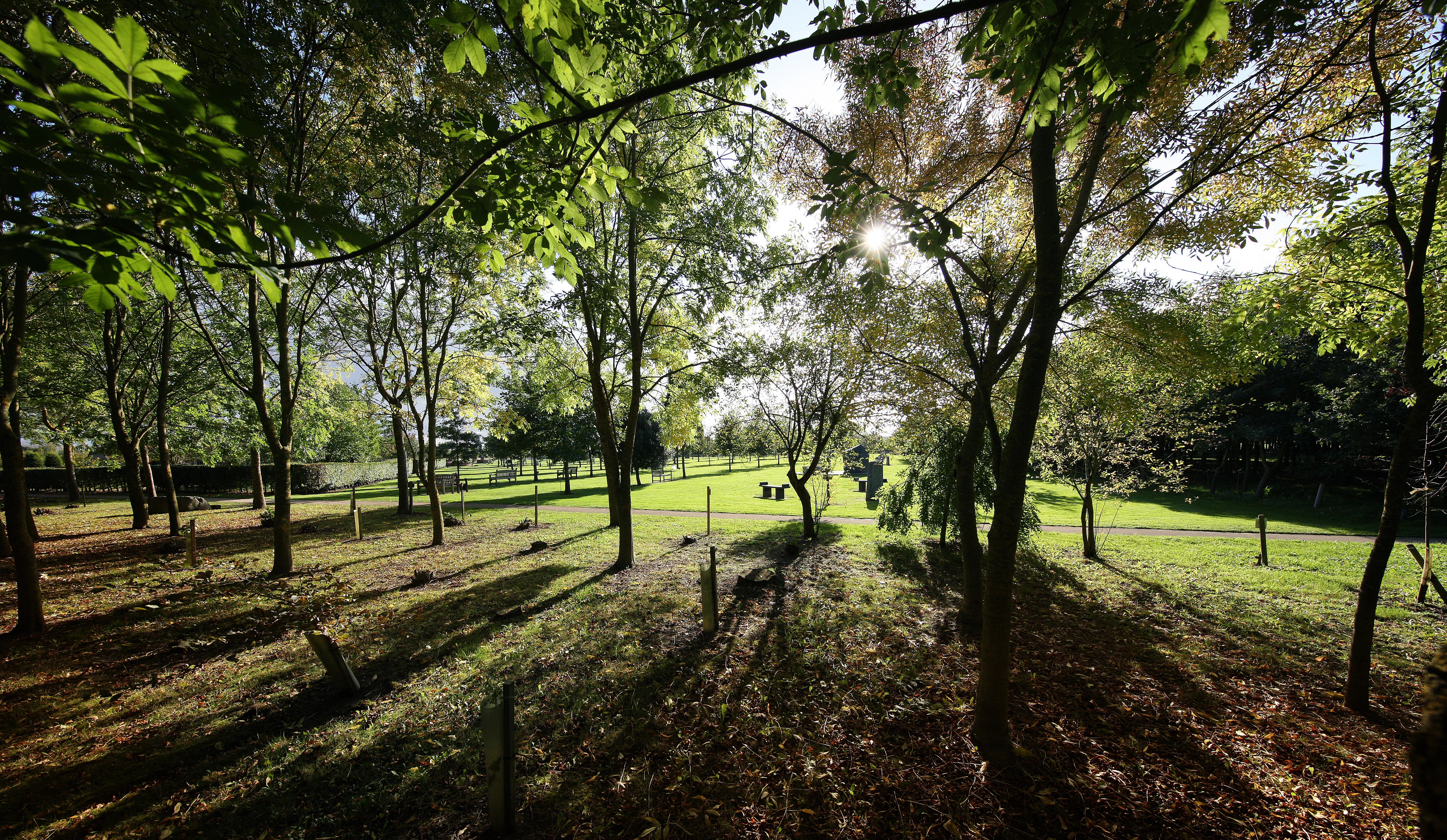 Sun filtering through merchant navy woods at the National Memorial Arboretum