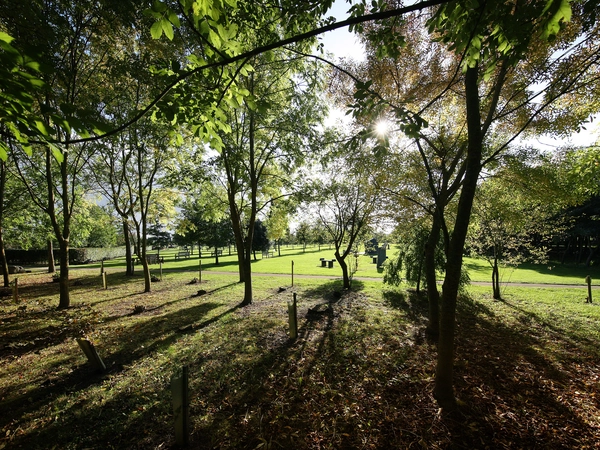 Merchant navy woods at National Memorial Arboretum Sun filtering through merchant navy woods at the National Memorial Arboretum
