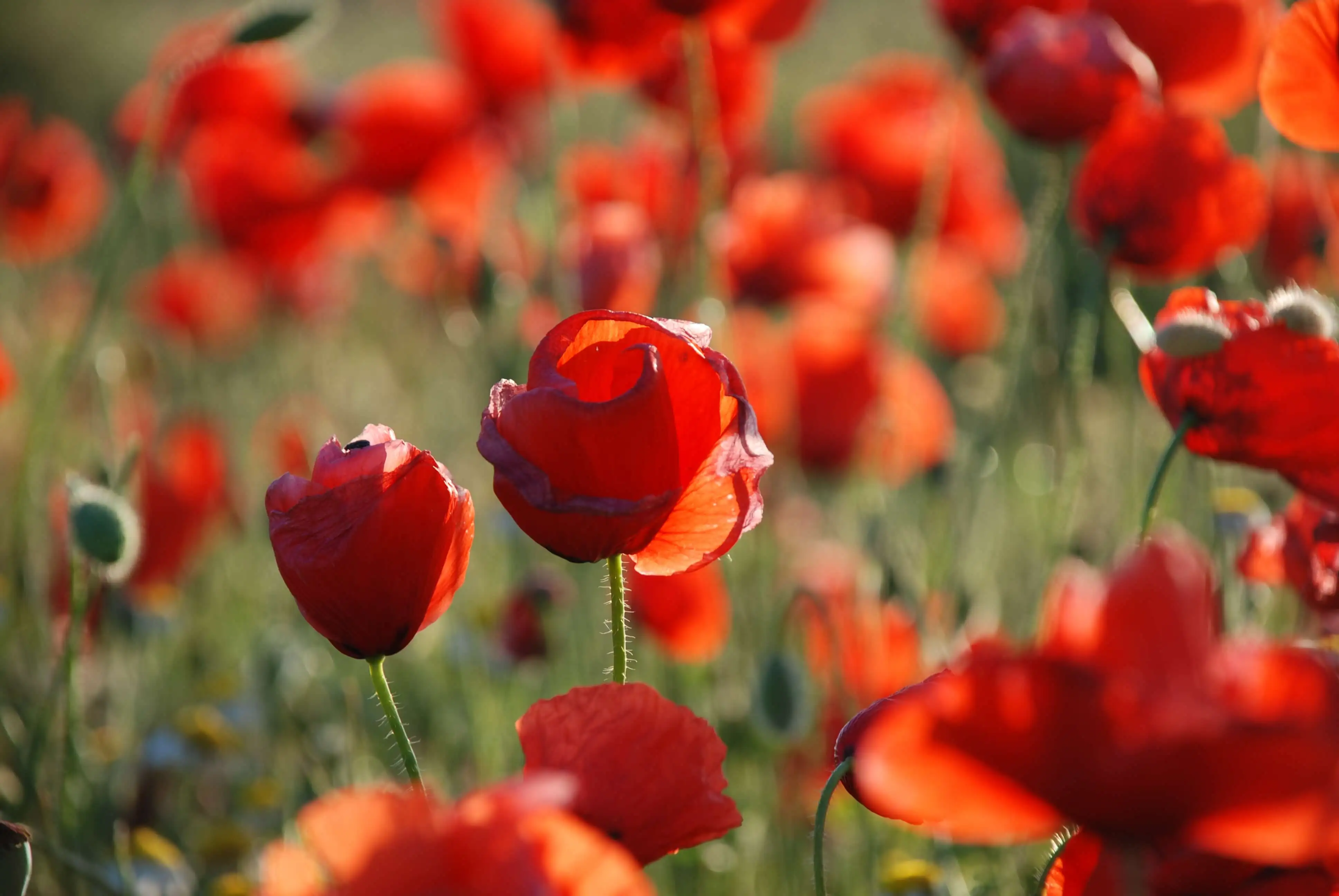 Poppies in a field - 26722