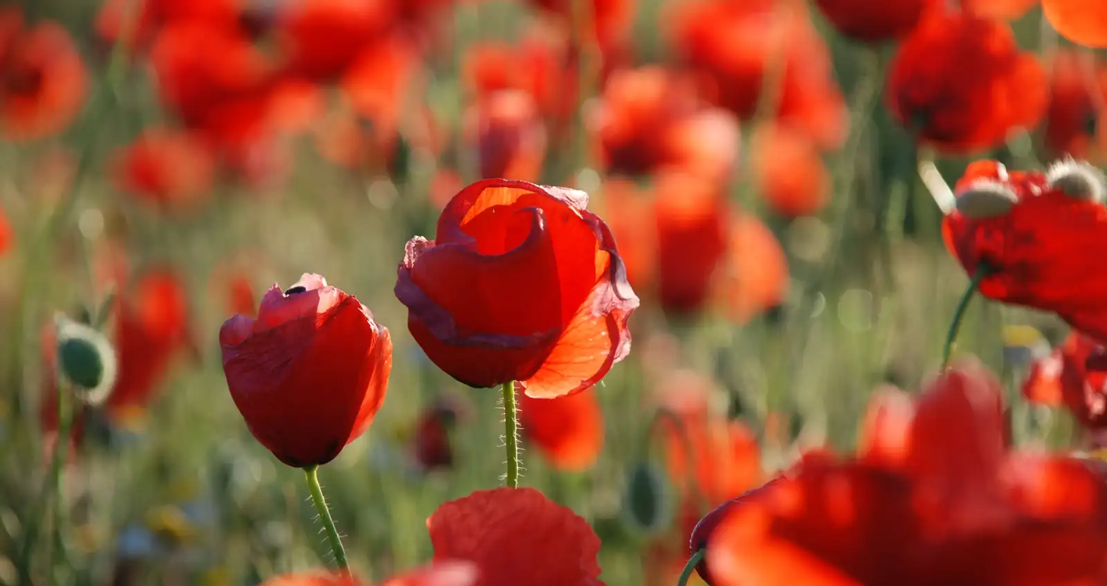 Poppies in a field - 26722 Poppies in a field - 26722