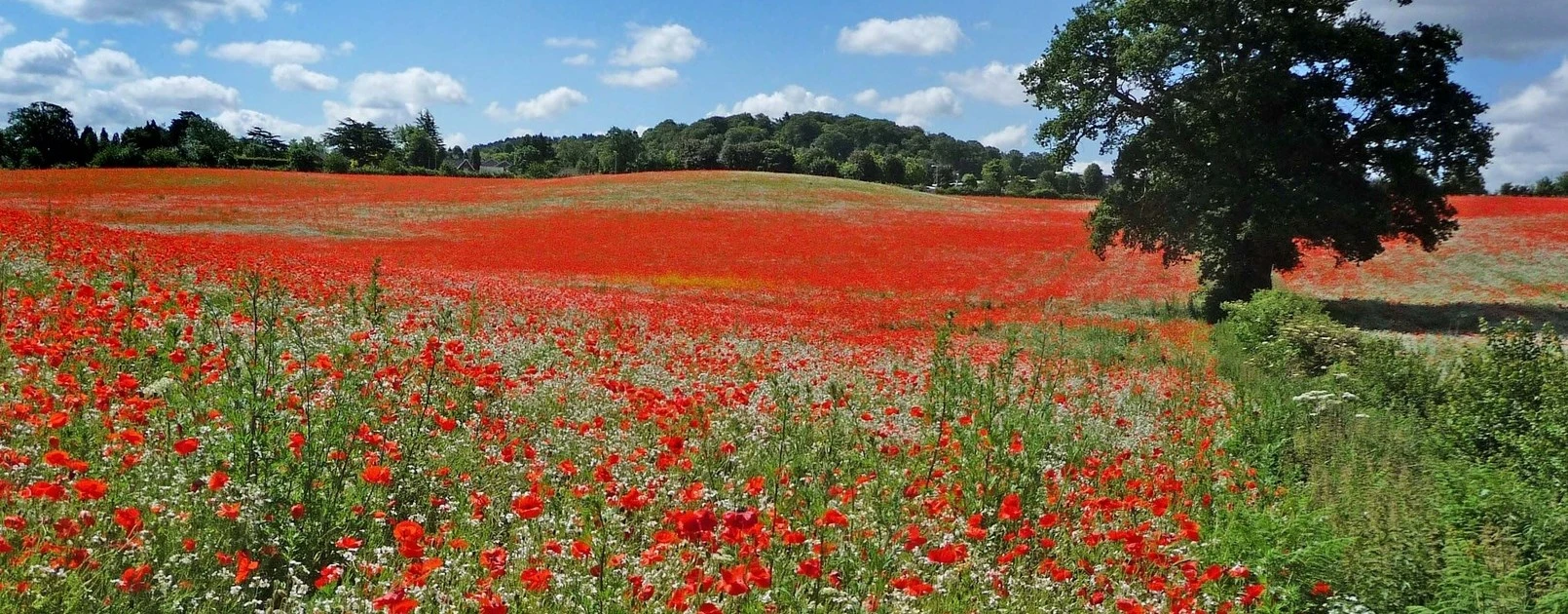 Field of poppies