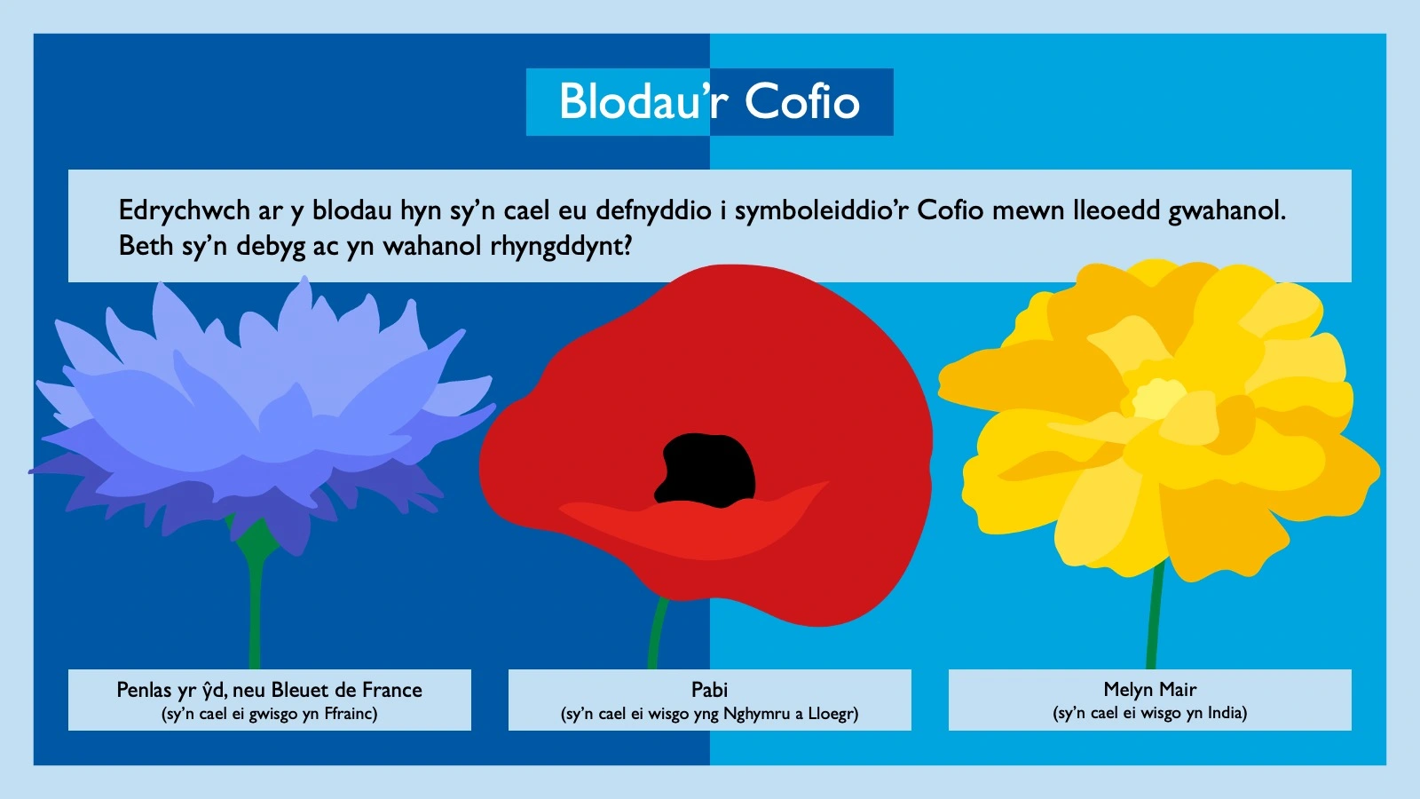 Remembrance in Nature resource pack - Blodaur Cofio