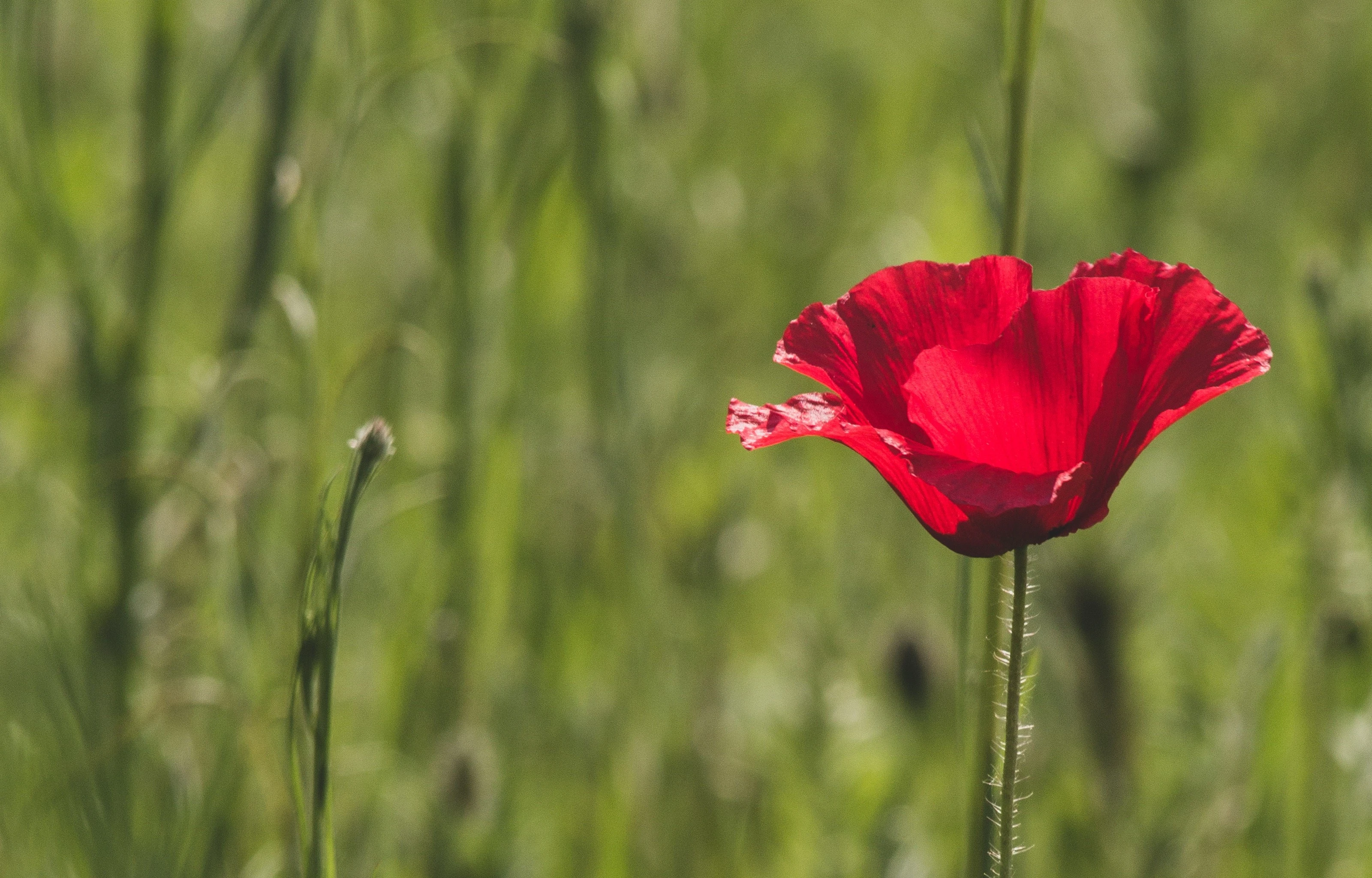 Poppy in a field
