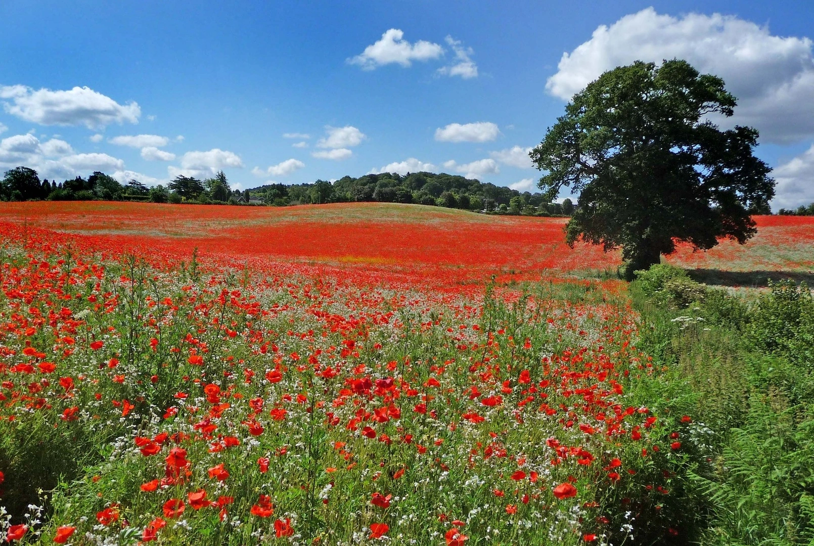 A field of natural poppies