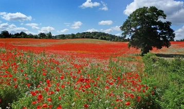 A field of natural poppies