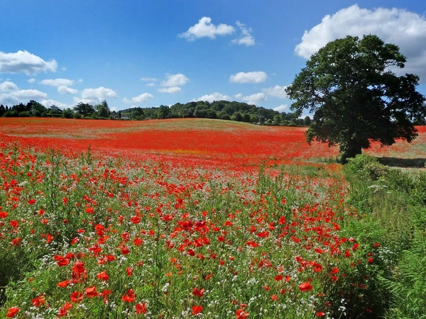 A field of natural poppies