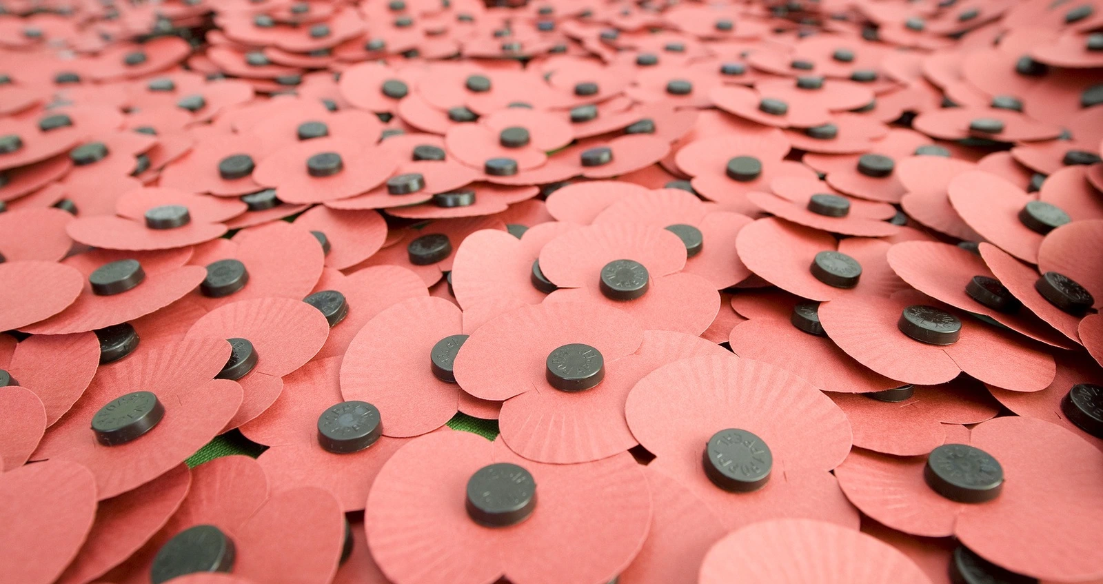 Paper poppies Paper poppies