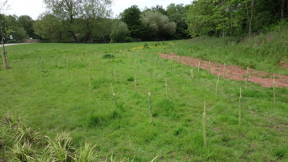 Newly planted trees in a community woodland area