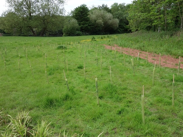 Newly planted trees in a community woodland area
