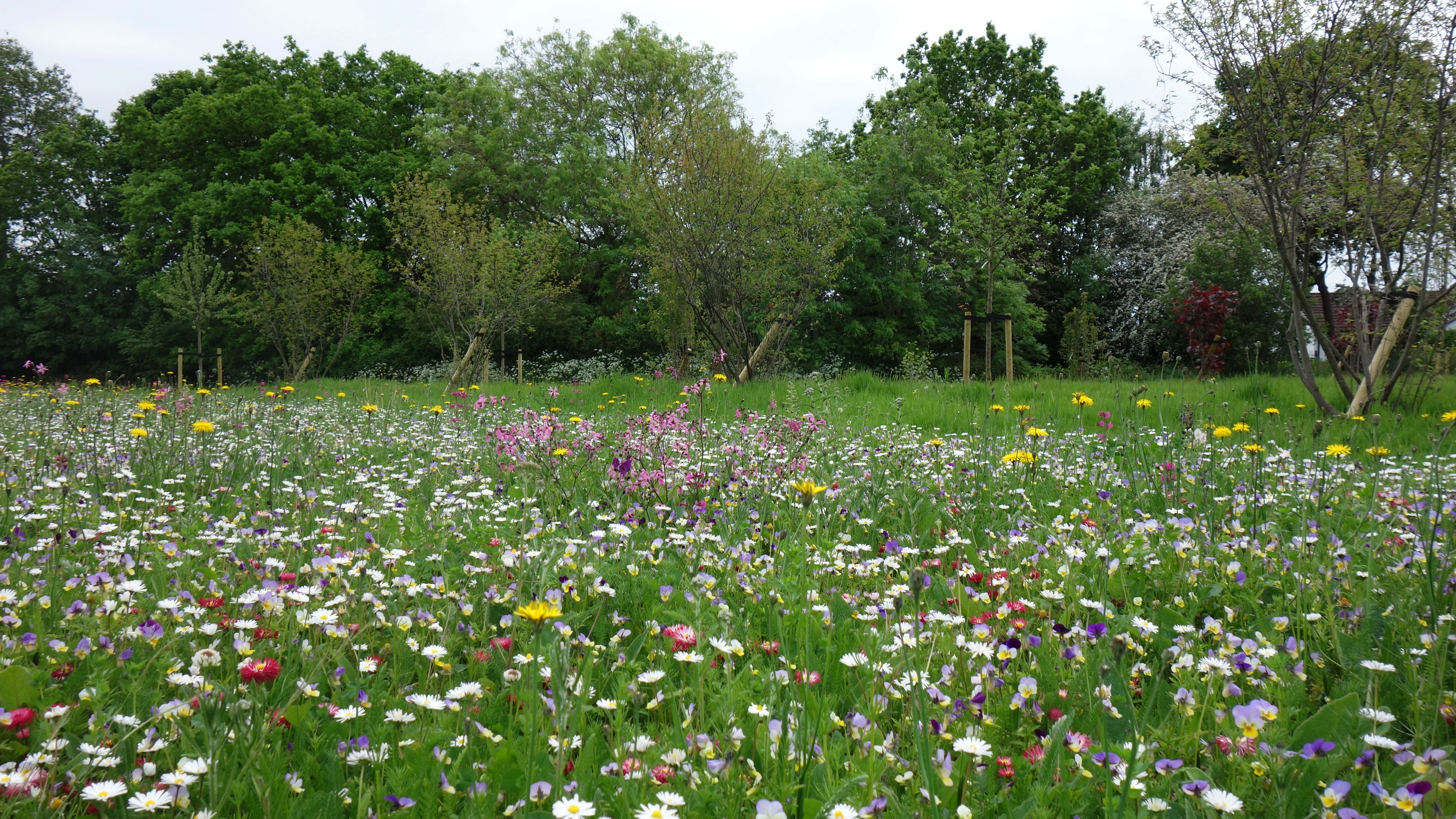 Wildflowers at the Armed Forces Community Garden