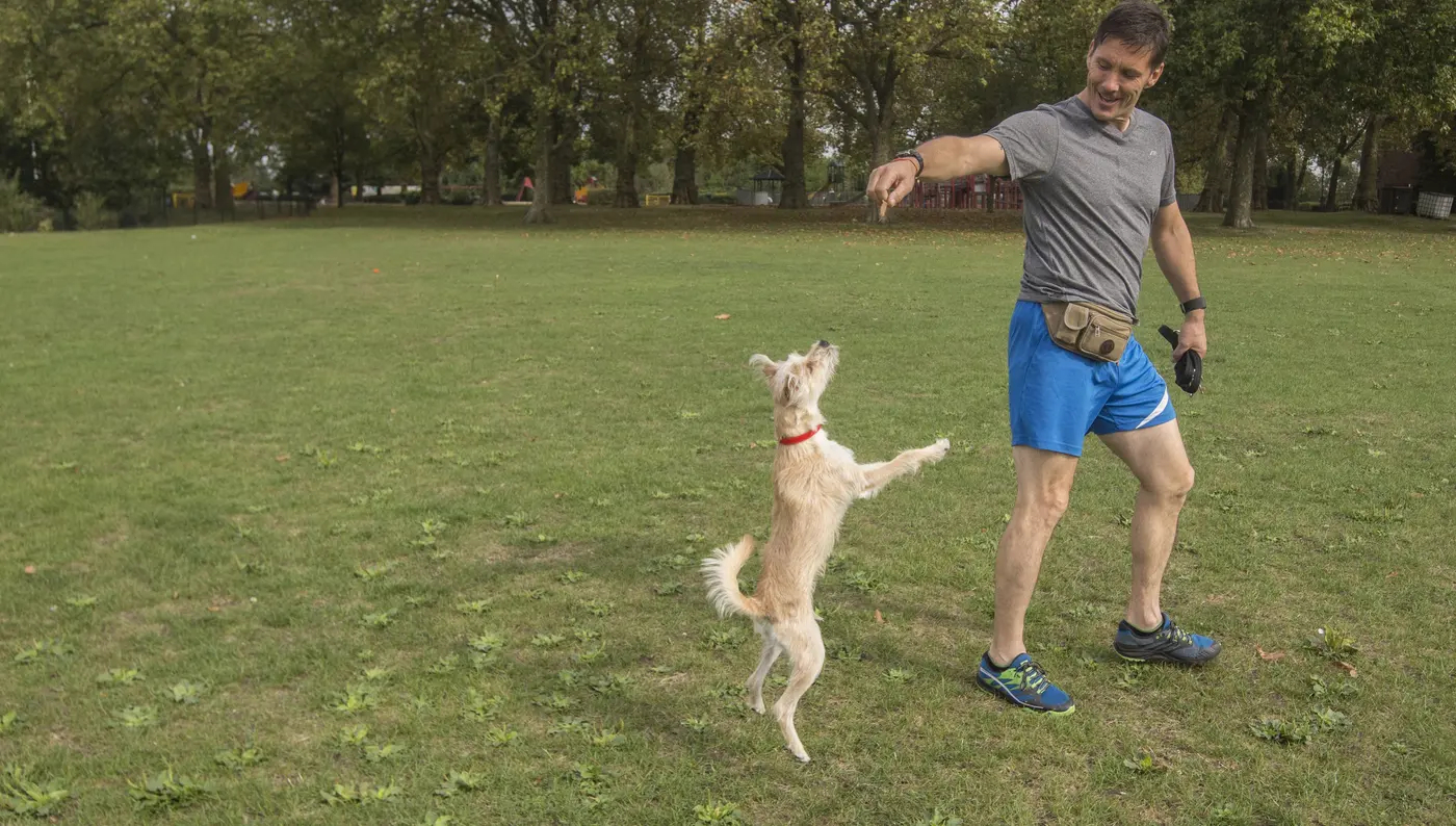 Jel Bearder Trainer Dog