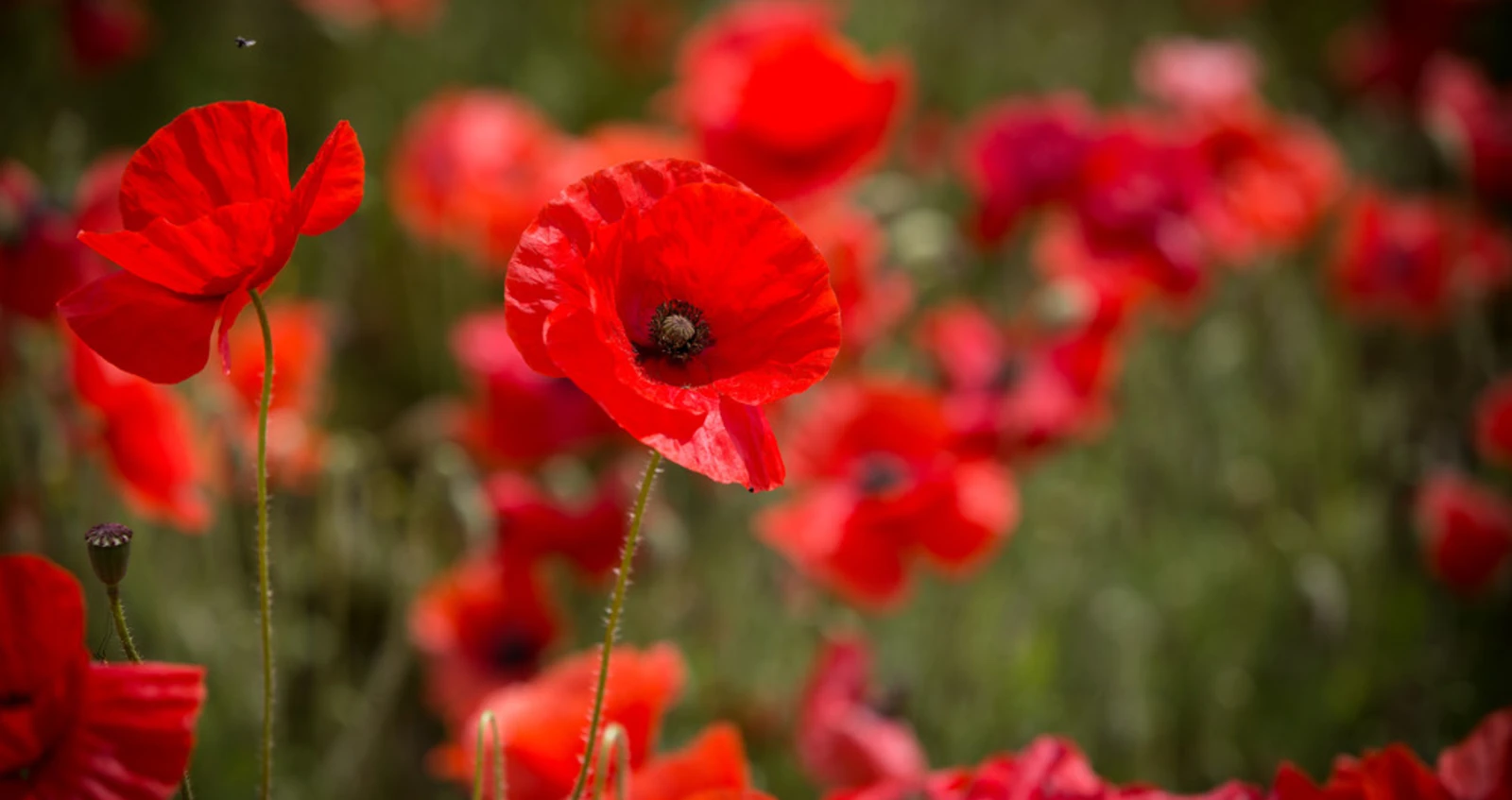 In Memory 2 Poppy flowers