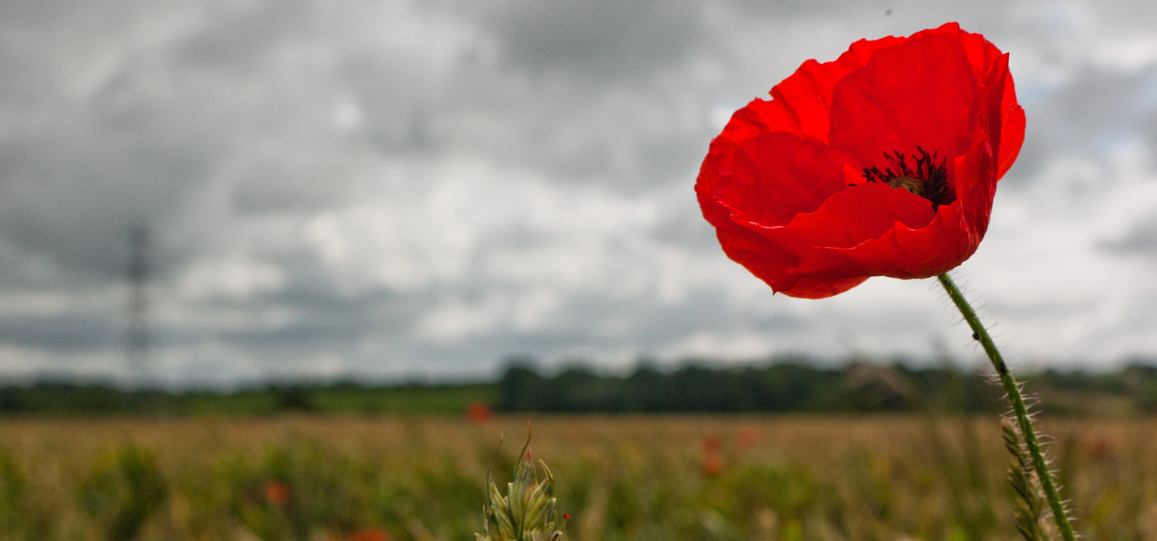 Poppy Field Photo by Geoff Piper (1) (002)
