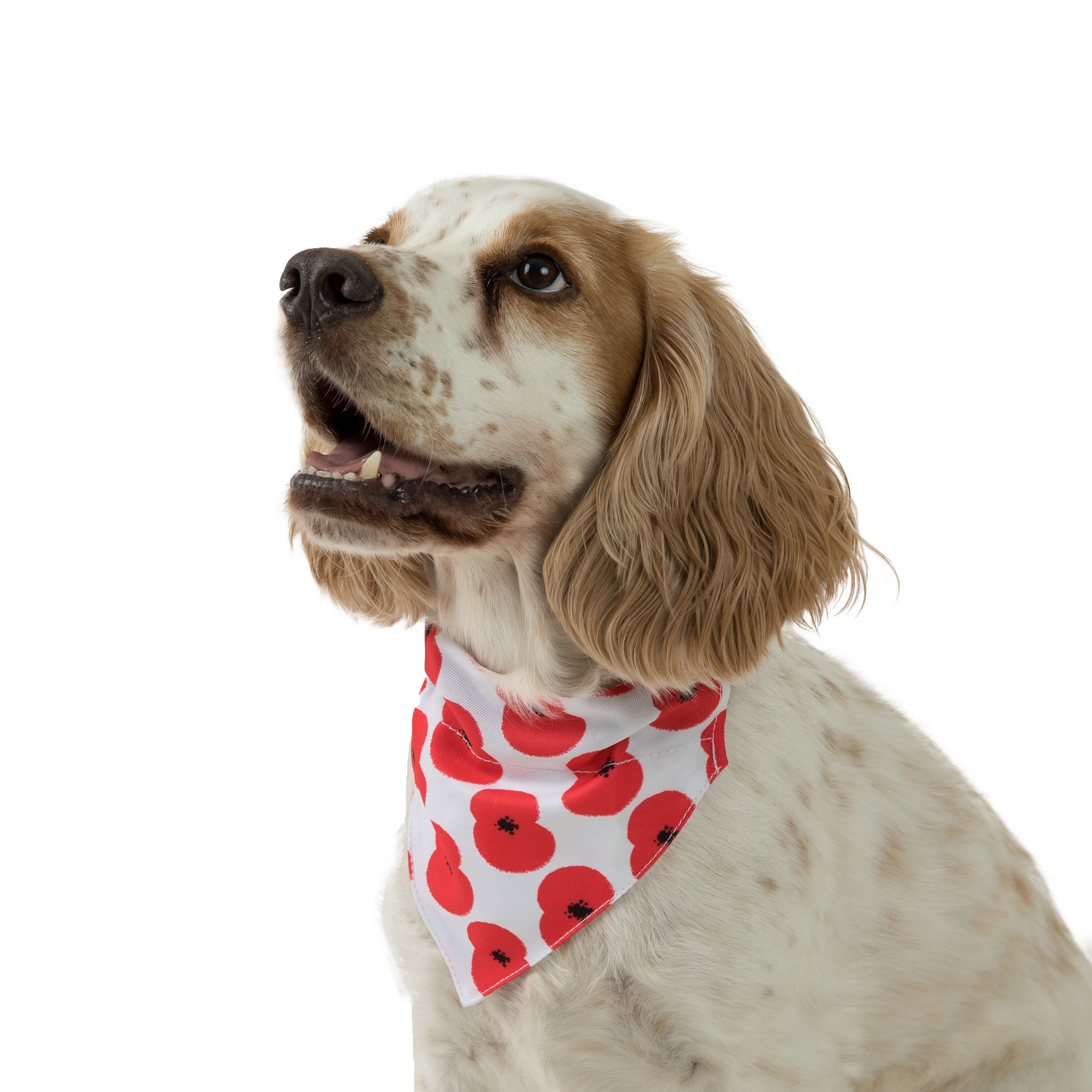 dog bandanas pets at home